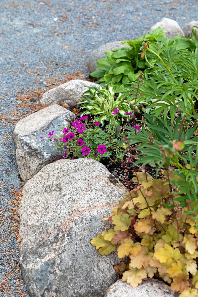 Alunroten finns i många färgställningar, här en gulbladig ’Marmalade’ i förgrunden tillsammans med näva, rosenpion och funkia.