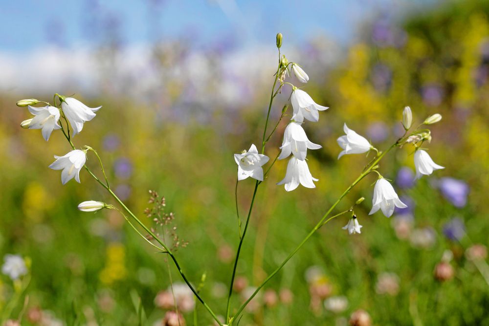 Visst finns det vita blåklockor också, även om de är sällsynta.