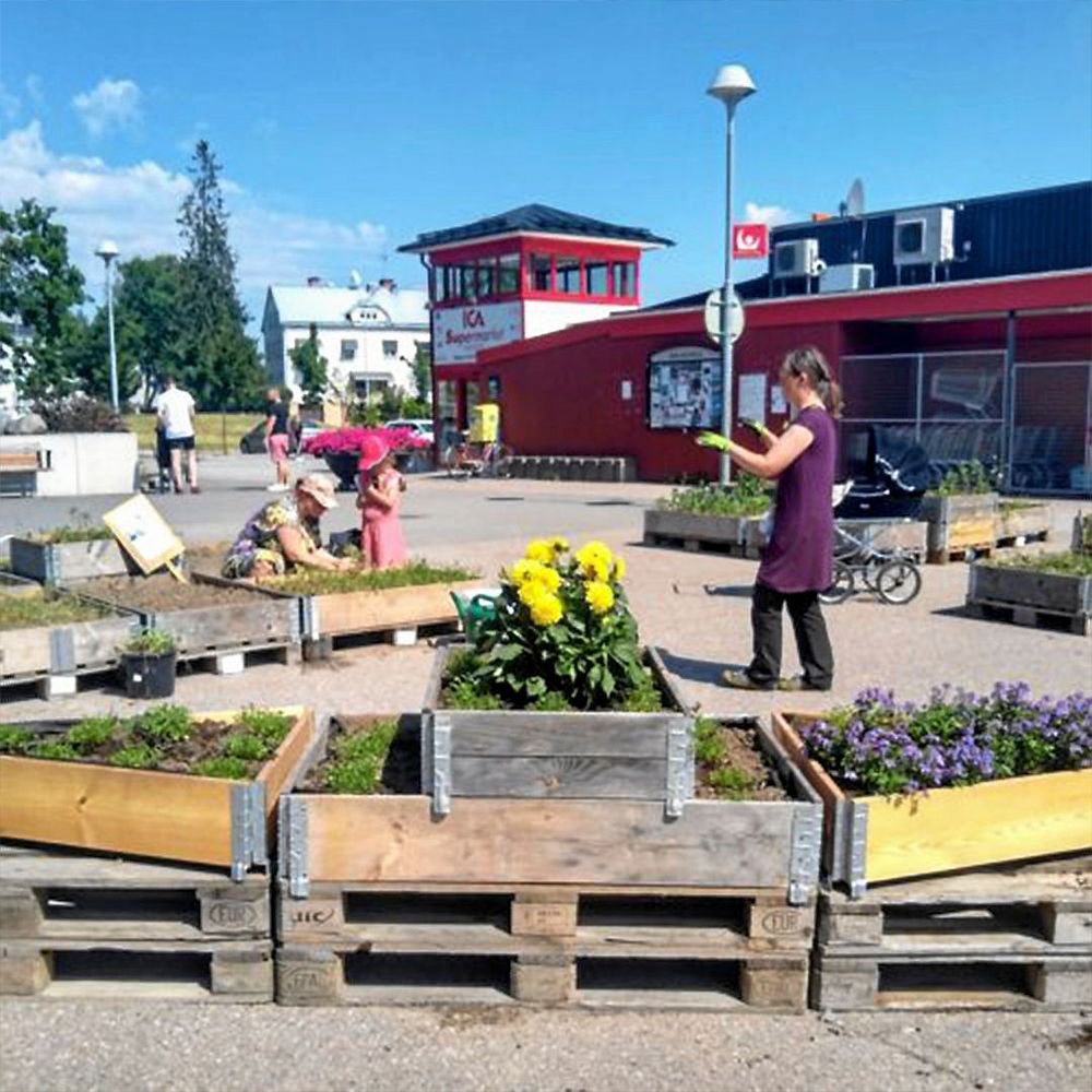 Asfalten har fått grönt liv mitt i Örbyhus.