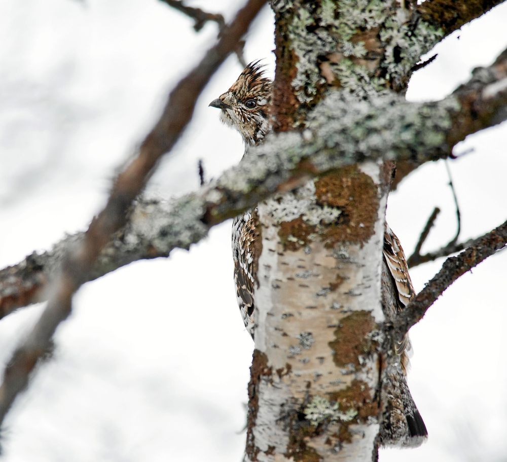 JÄRPE. Järpen är nyfiken och kan komma ganska nära, men är ändå inte lätt att upptäcka eftersom den gärna döljer sig bakom en trädstam.