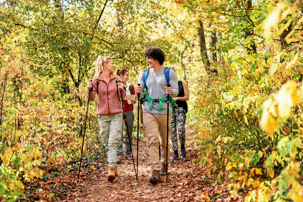 Att promenera i skogen gör gott för både kroppen och knoppen.