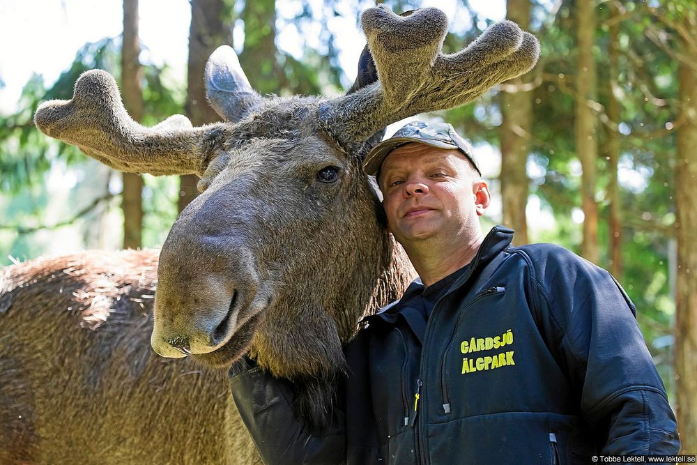 Leif Lind gosar med en av sina älgar.