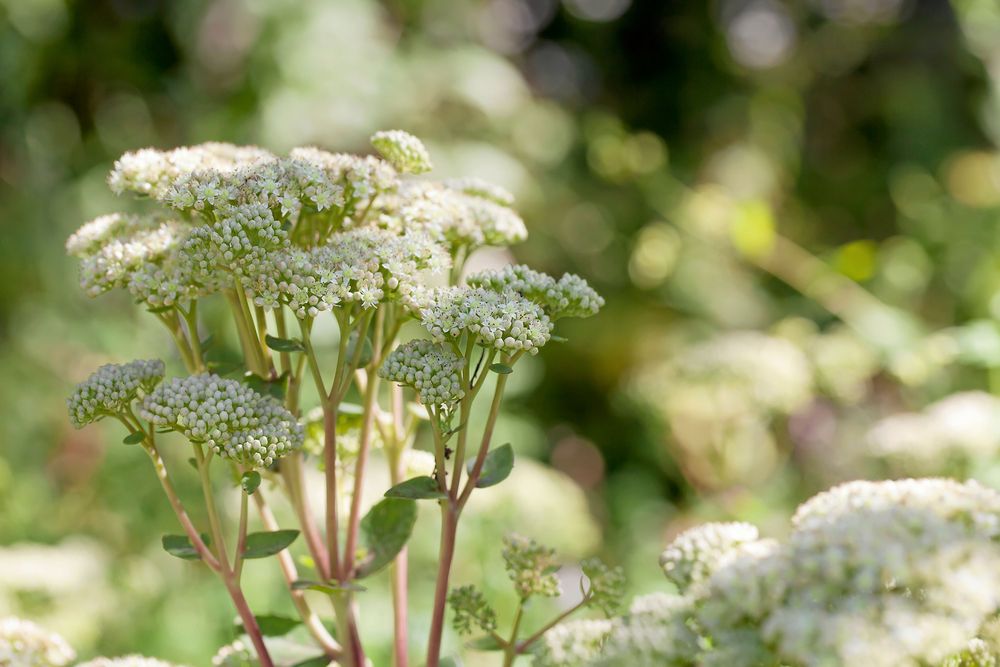 Alla hittar till slut en kärleksört de gillar. Det finns många - röda, rosa, ljusgula och vita.