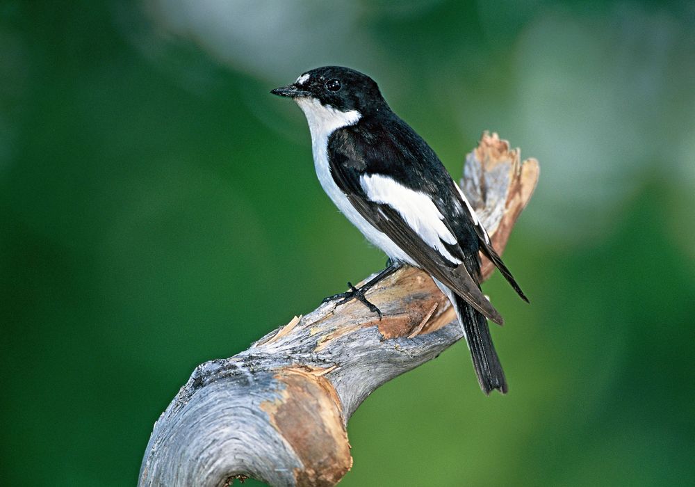 Svartvit flugsnappare flyger hela vägen ned till Afrika på vintern.