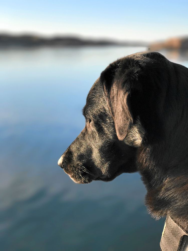 fint porträtt. Hunnebostrand en tidig vårdag och husse Hans Hidstam, tar ett fint och lite annorlunda hundporträtt där Bella, 6 år, visar upp sin blänkande svarta profil.