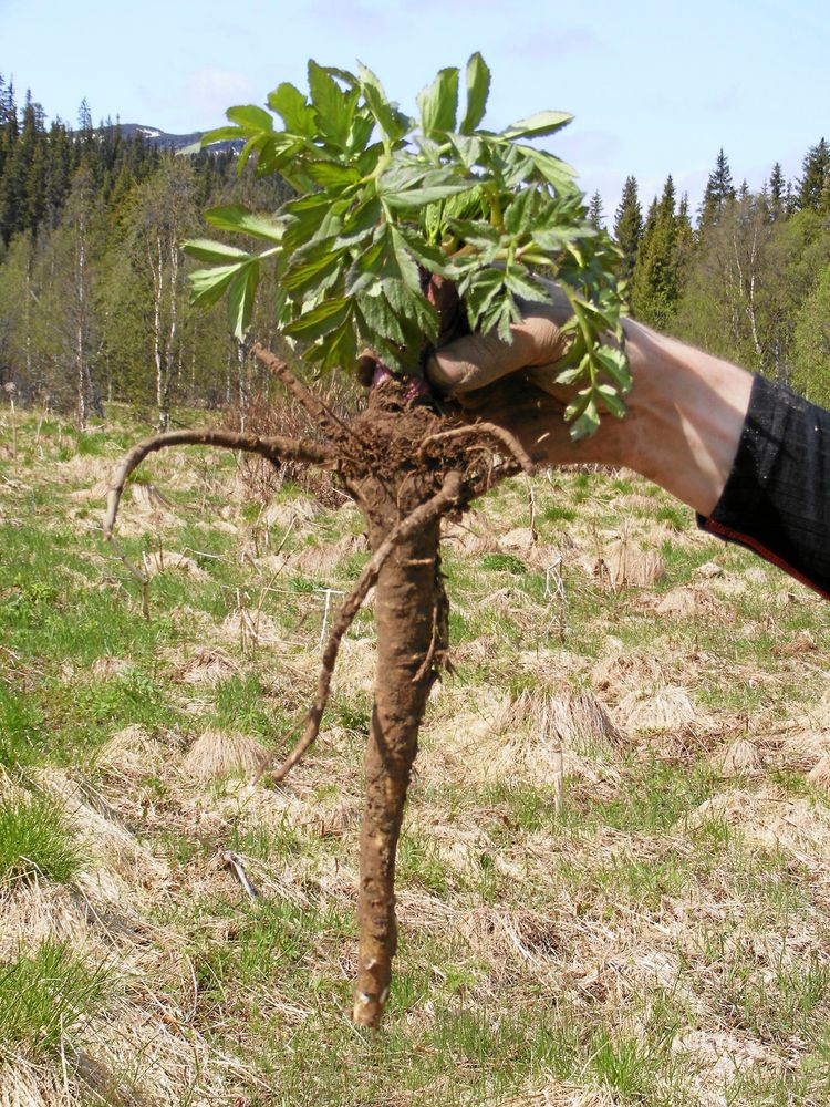 Kvannens rot innehåller bland annat ämnen som stimulerar matsmältningen.