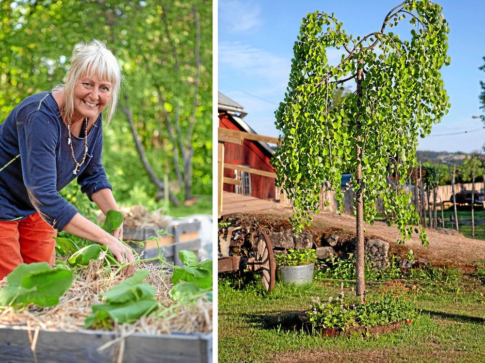För fyra år sedan bytte Susanne och hennes familj radhuset mot Nebulosa gård i Sundsbruk. En av hennes favoriter i trädgården är det manchuriska valnötsträdet, även kallat Nordens palm.