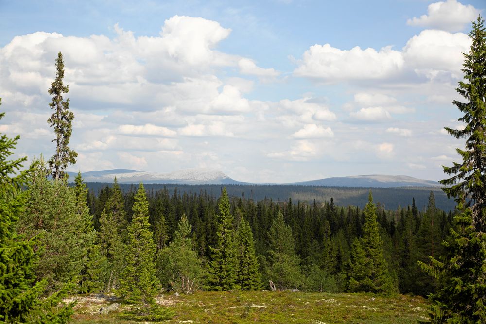 Väglöst land. De sista kilometrarna till fäboden i Städjan-Nipfjällets naturreservat, får man gå till fots.