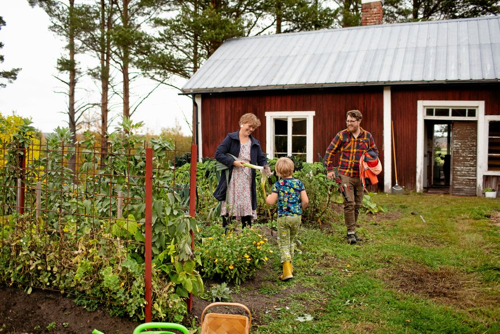 Sistas skörden ur grönsakslandet, som de vill utöka nästa år. Sonen Agnar gillar att vara med.