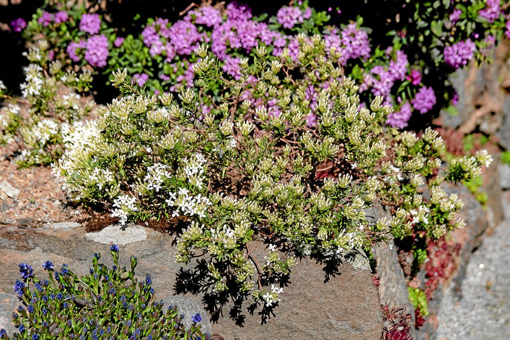 Rosentibast, 'Daphne cneorum', har ett krypande växtsätt och blir cirka 20 cm hög. Det finns många sorter i odling, de flesta rosa men ’Snow Carpet’ har vita blommor.