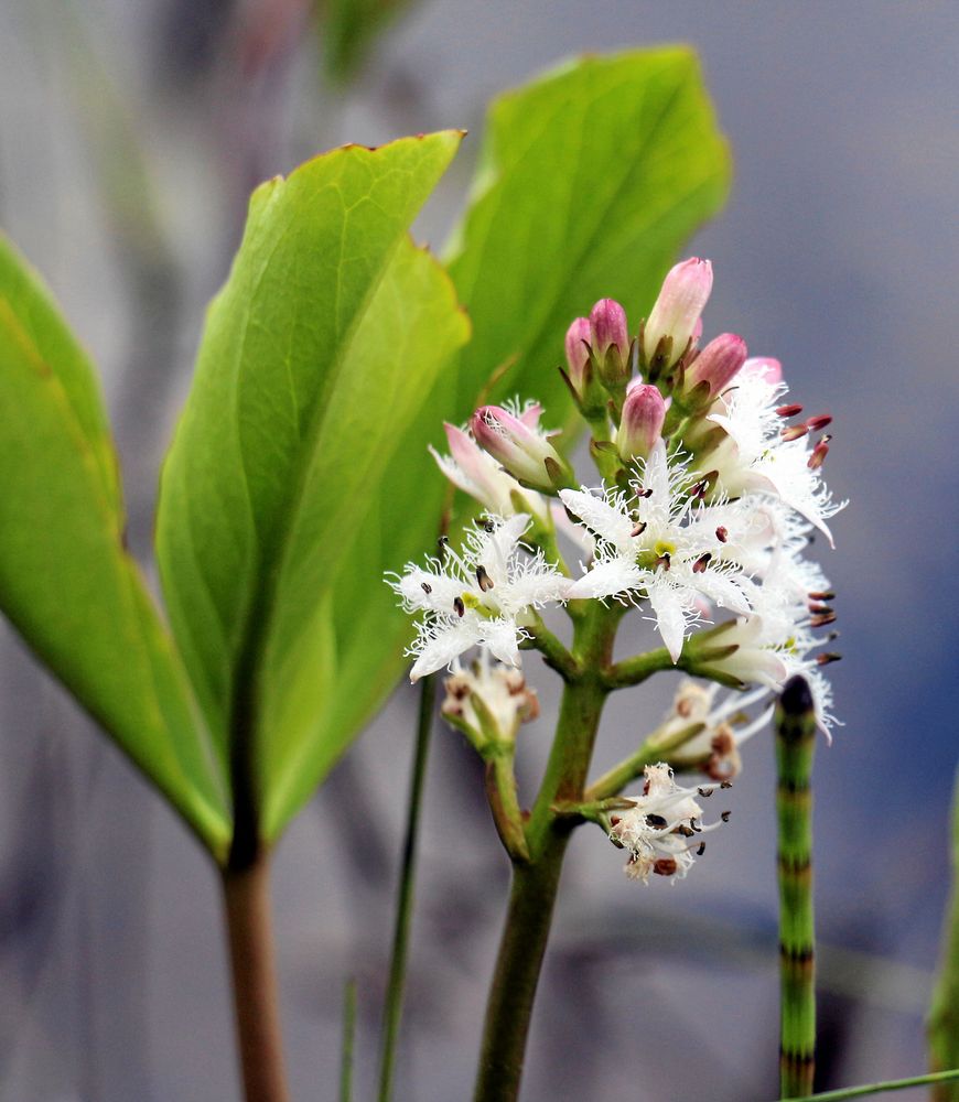 Vattenklövern har blommor som far åt alla håll.