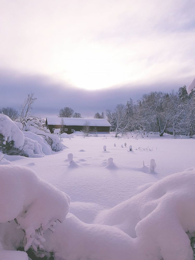 Lindarnas gård Hälsingland. Ni ser stödpinnar till hallonen sticka upp en aning, skriver Ann-christine Nyberg.
