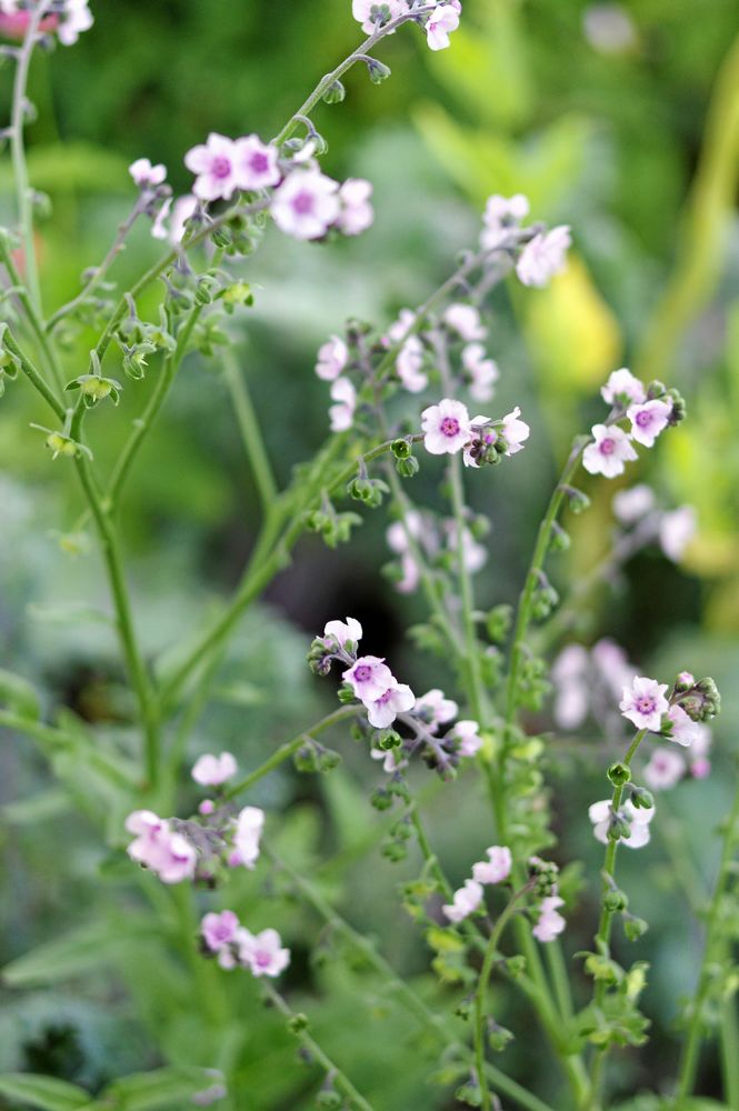 Låga och väl förgrenade solrosen 'Rio Carnival' är bra till snitt.
