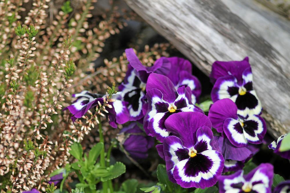Höstpenséer tillsammans med ljung.