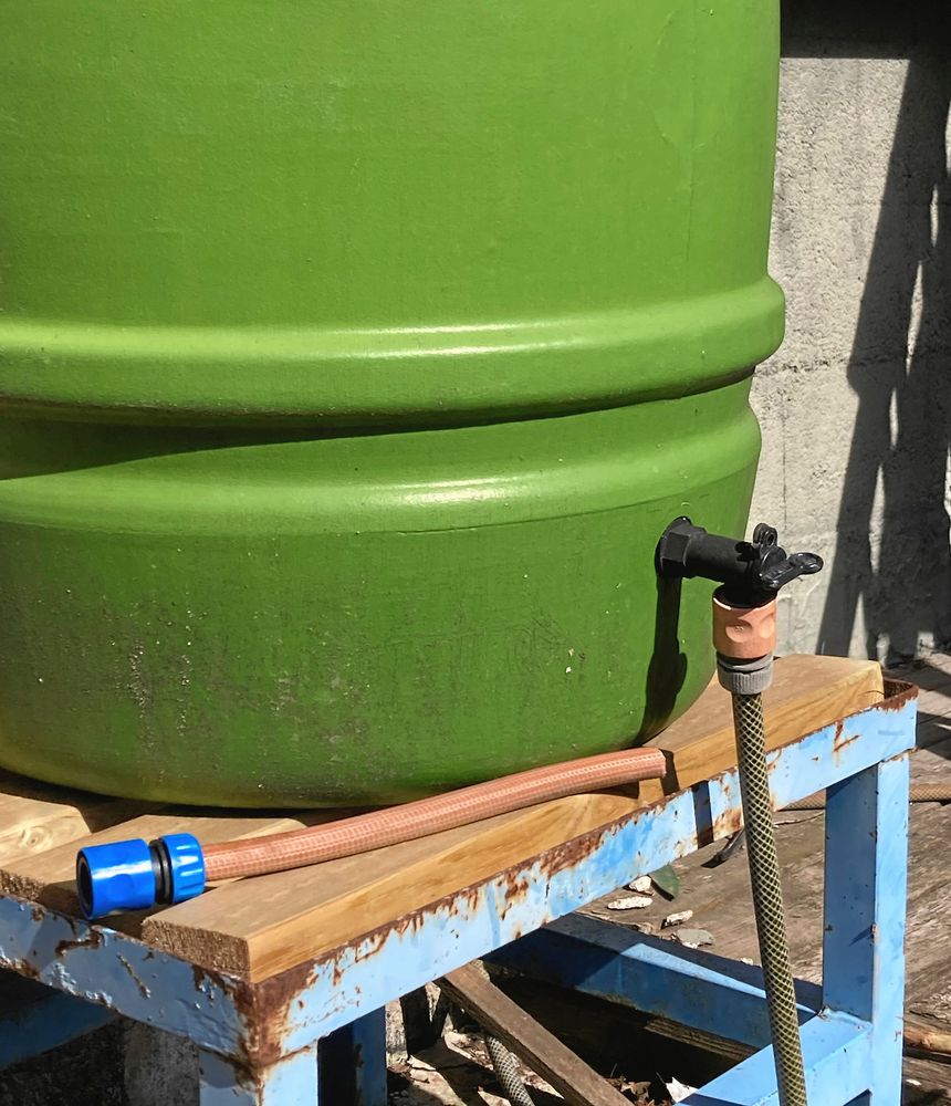 En vattentunna på stativ tar emot regnvattnet från stupröret. När vattnet behövs för vattning sätts den korta slangen på. Annars kopplas den långa slangen på som leder vattnet ner i dammen.