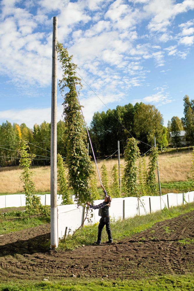 Humlerankorna växer på linor fästa högst upp på den höga stören.