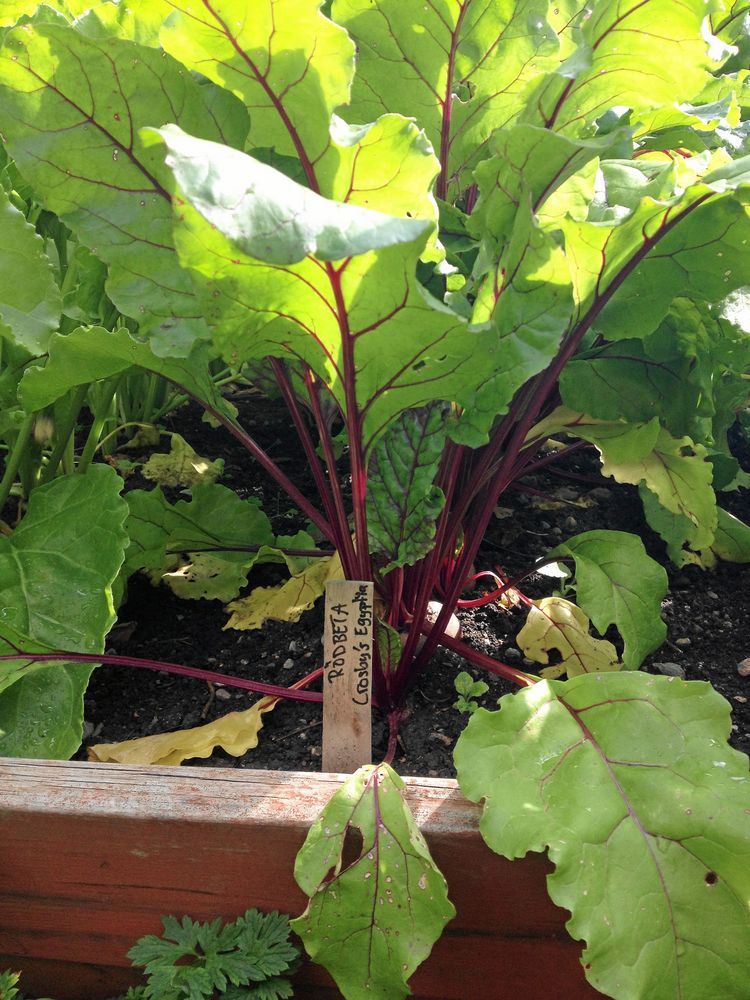 När rödbetan har kommit ur jorden kan den med fördel syras.