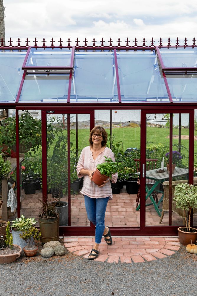 Basilikan och tomaterna växer i kapp i växthuset. Paulas favorit bland tomaterna är körsbärstomaten ’Sungold’.
