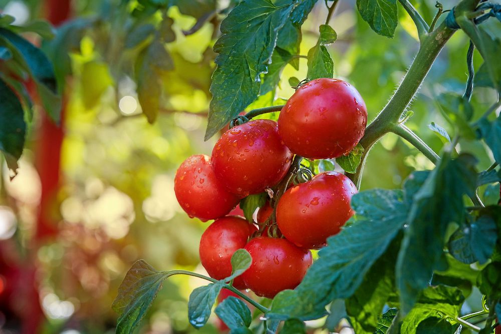 Plocka bort blad så att frukten får ljus.