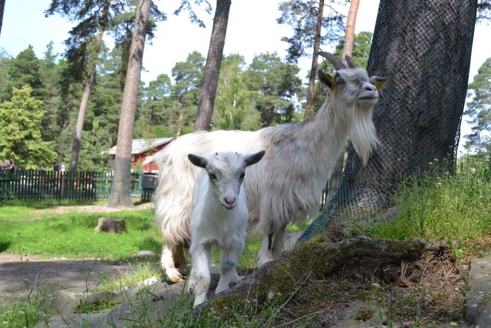 Göingeget är en av totalt elva lantraser som finns i Lillskogen.