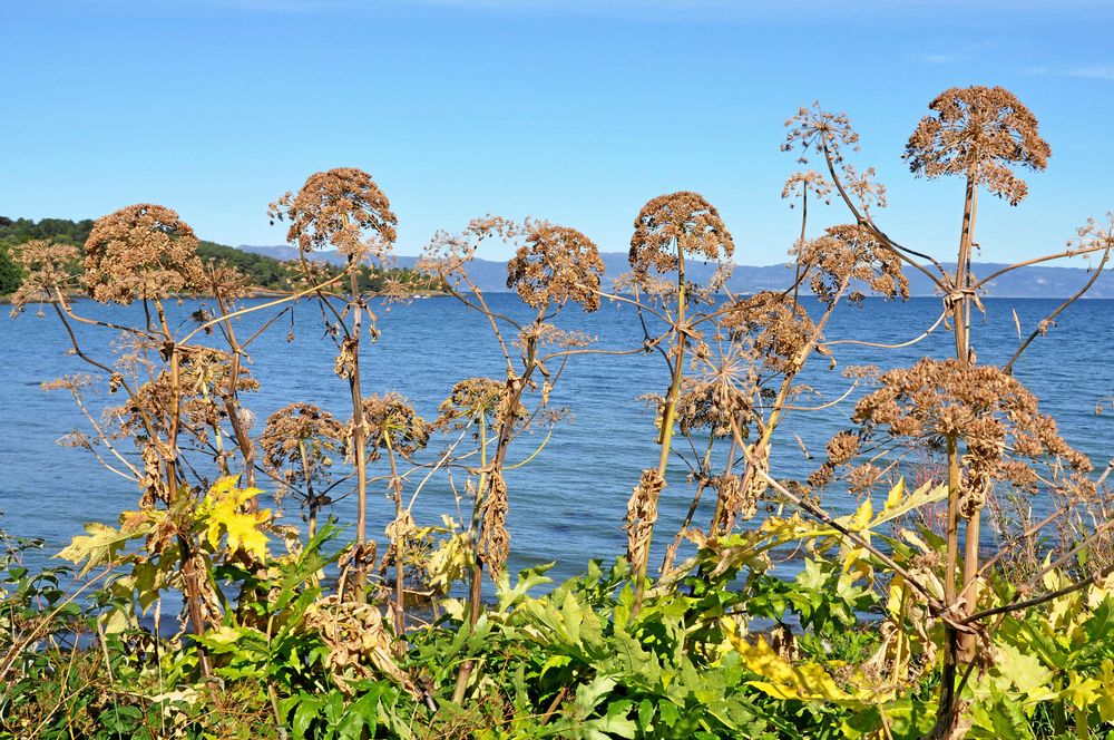 Tromsölokan är förbjuden.