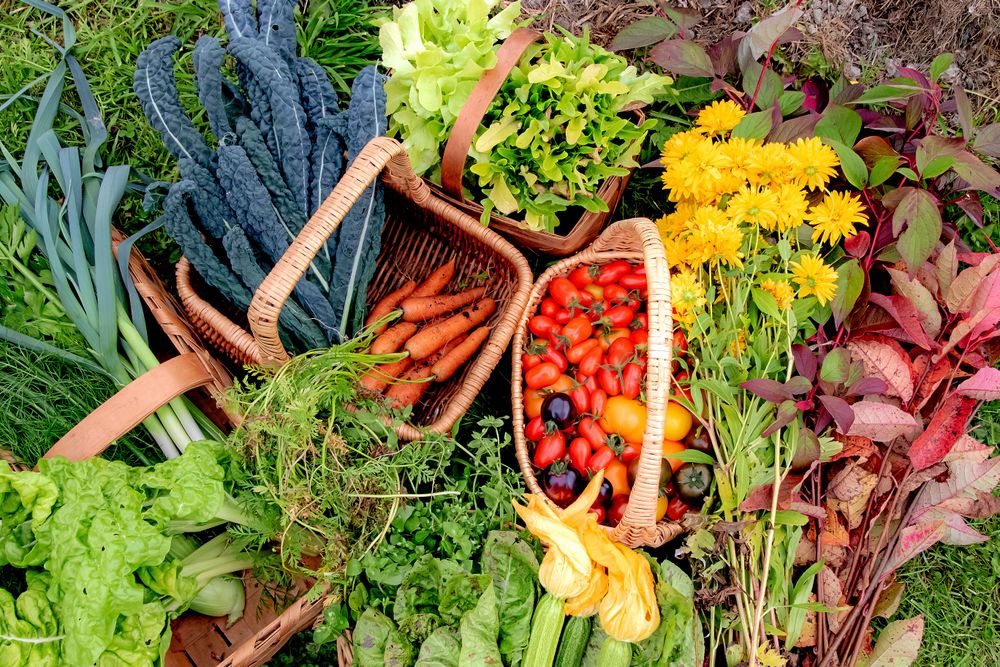 De egna köksodlingarna bjuder på ett varierat sortiment och ger inspiration till nya recept.