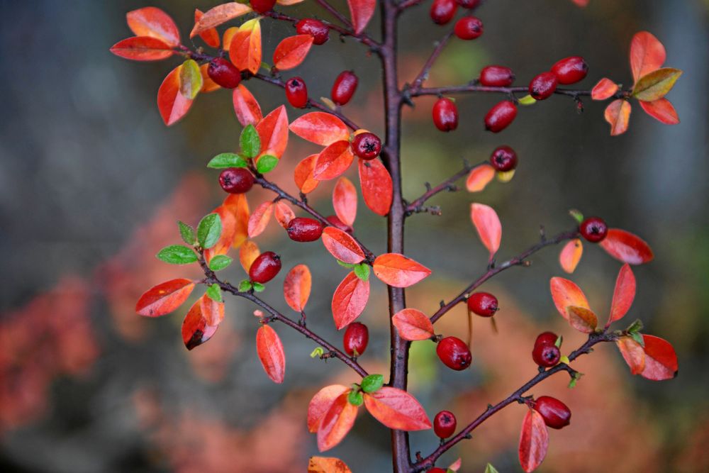 Spärroxbär sprider sig lätt.