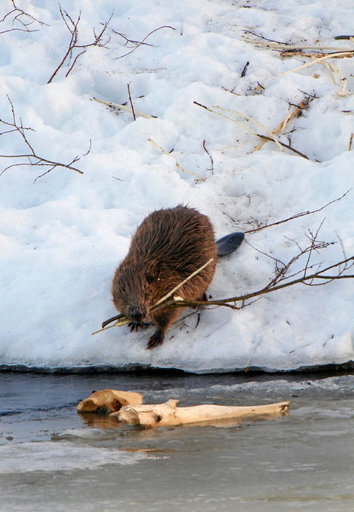 Bävern har fyllda förråd under isen och kan ta det lugnt i boet under vintern, men går också gärna ut i milt väder och tar en färsk kvist.