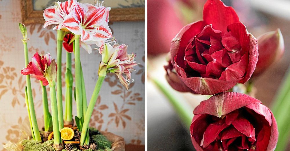 Ståtliga och färggranna amaryllis i ett keramikfat fyllt med mossa.