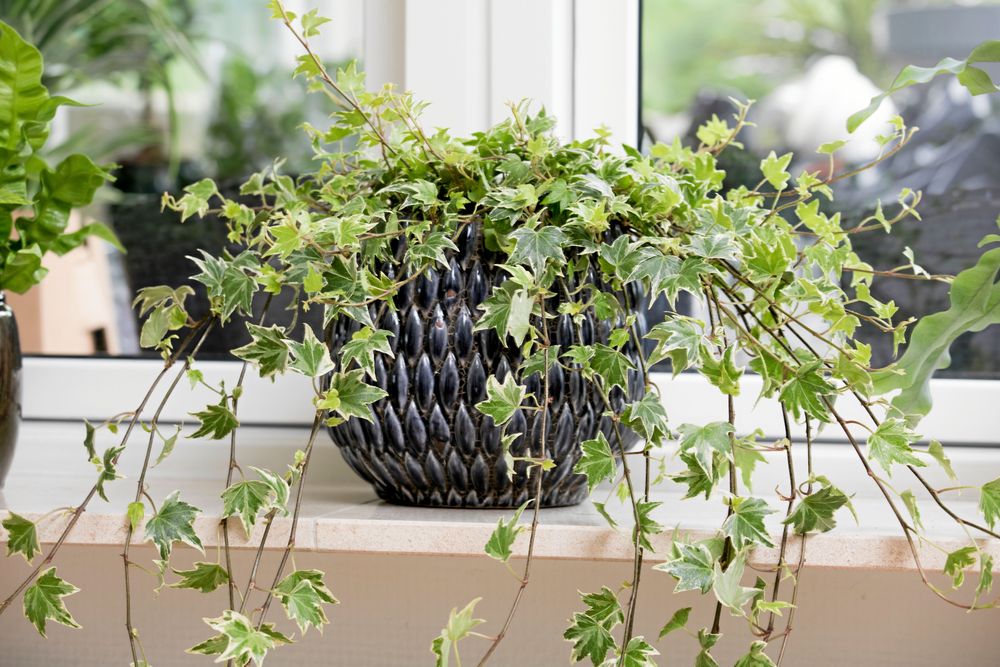 Har din murgröna helgröna blad gillar den skugga. Ju ljusare blad, desto mer ljus vill den ha.