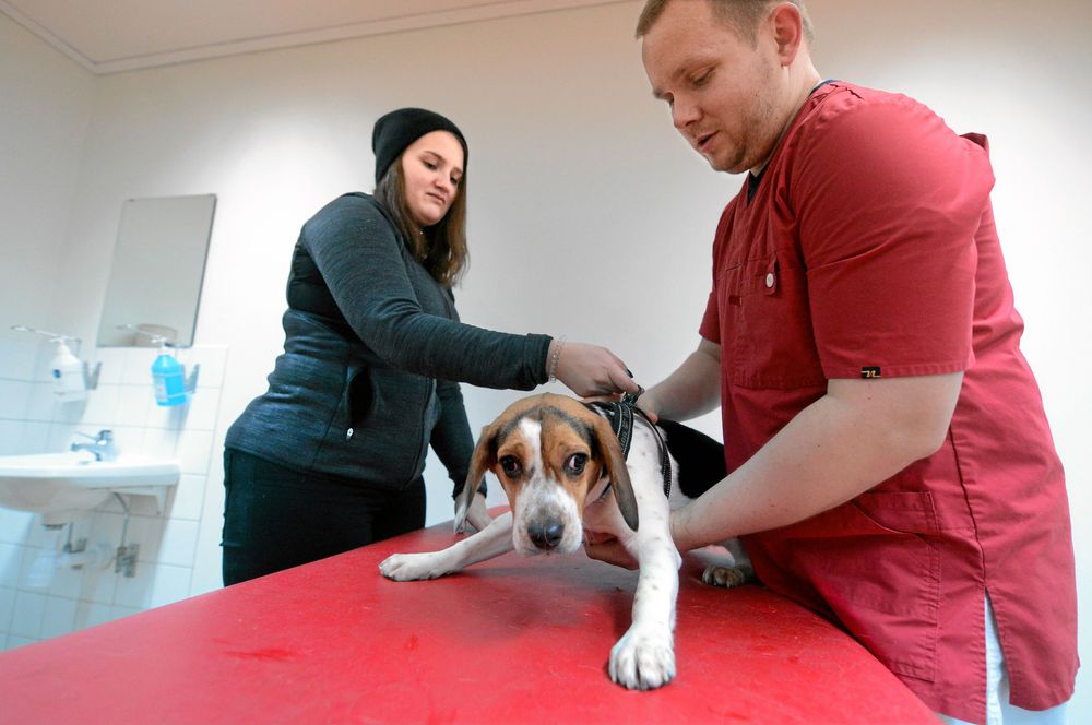 9-månader unga beaglen Luna tycker det är lite läskigt på undersökningsbordet. Men Andreas Holte och ägaren Ida Pettersson ser till att det går bra.
