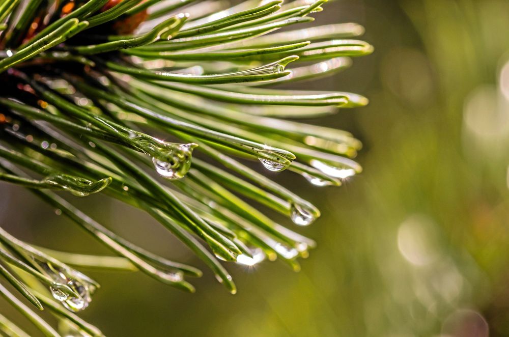 Varje droppe i tallen slår upp molekyler av eteriska oljor.