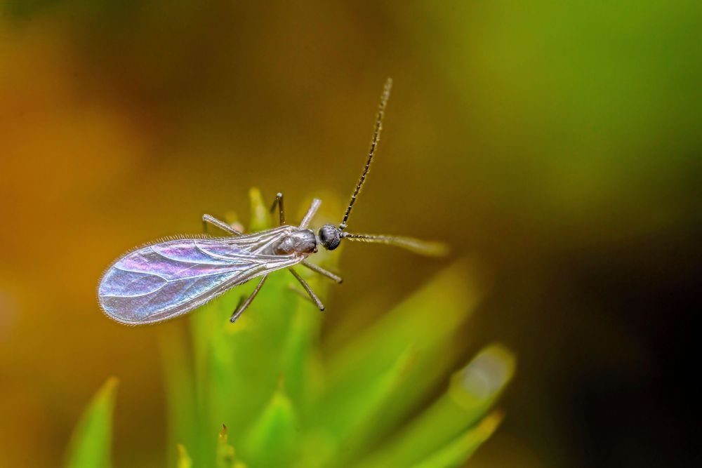 Vuxen sorgmygga. Du känner igen den på den långsamma, vinglande flygstilen.