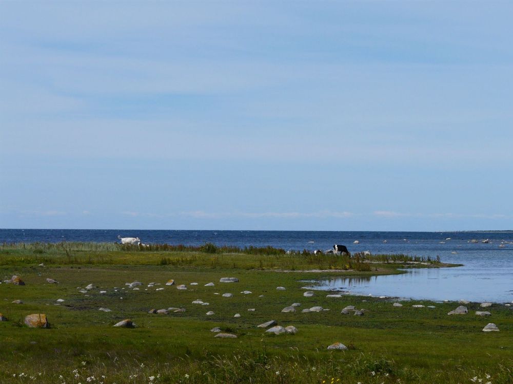 I dokumentären ”Gårdarna vid havet”, från 1995, följer Arne Carlsson och reportern Bernt Nilsson två kvinnliga lantbrukare på Gotland och Fårö.
