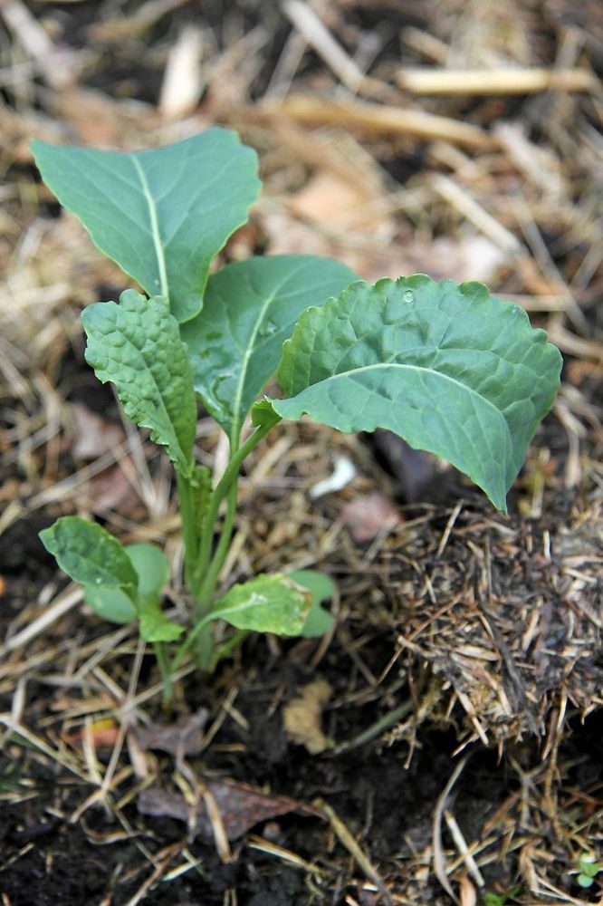 Grönkålsplantan har landat i odlingsbädden.