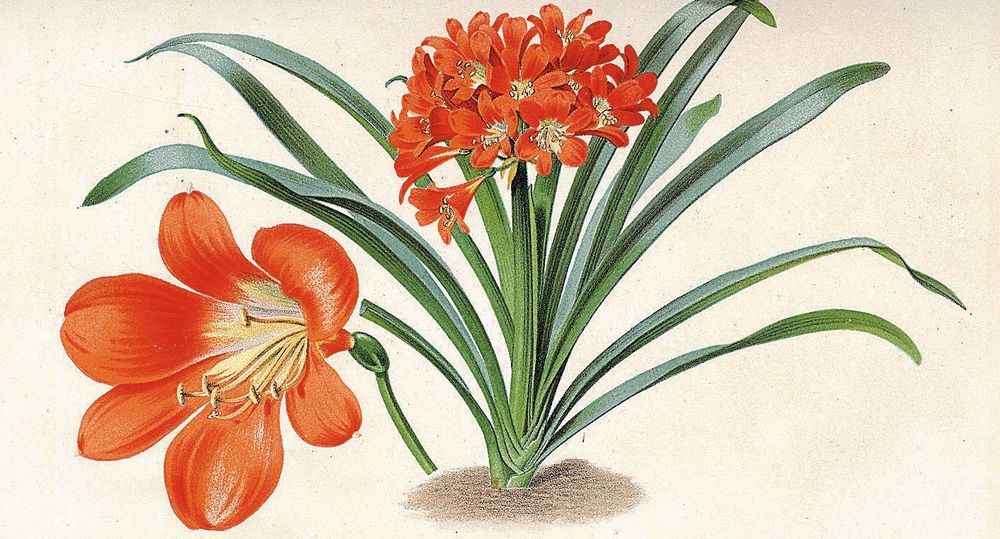 Mönjelilja passar den som inte är så duktig på växter.