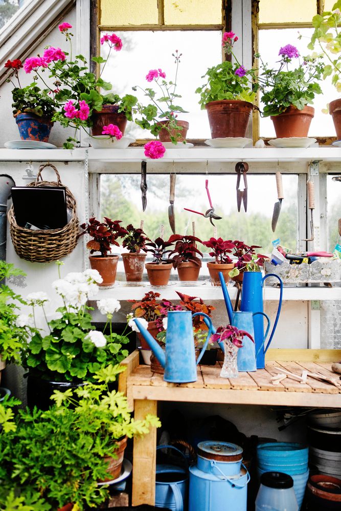 Pelargoner av olika sorter och vackra blå kannor, pryder ena väggen i växthuset.