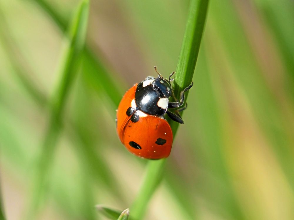Nyckelpigor kan utsöndra en giftig, illasmakande vätska från benens leder när de känner sig hotade. De har ofta starka färger och kontrasterande fläckar för att varna med.