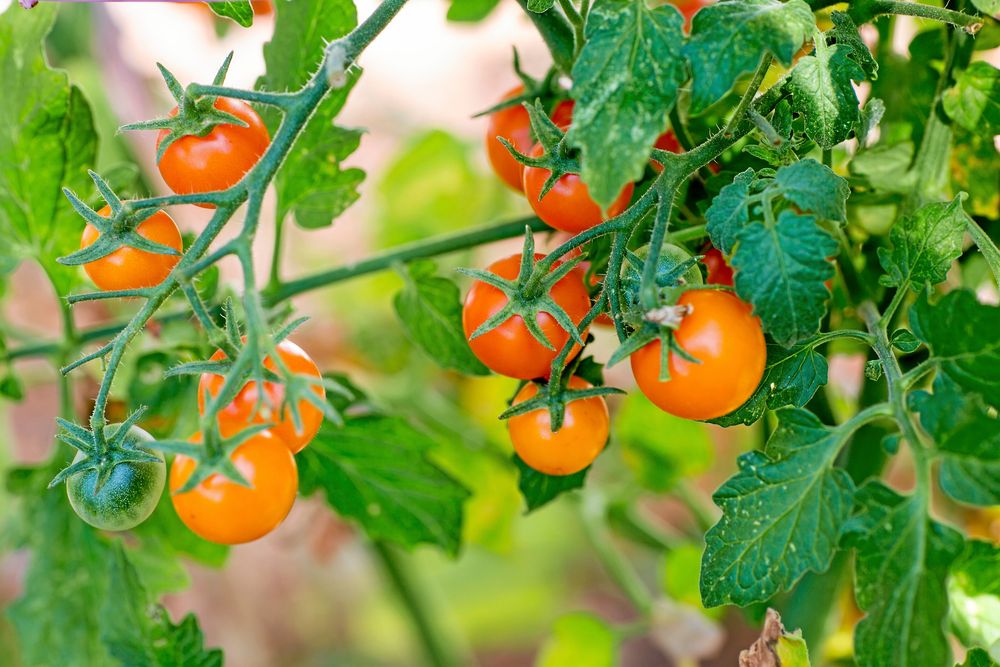 Sungold, en något större sorts körsbärstomat.