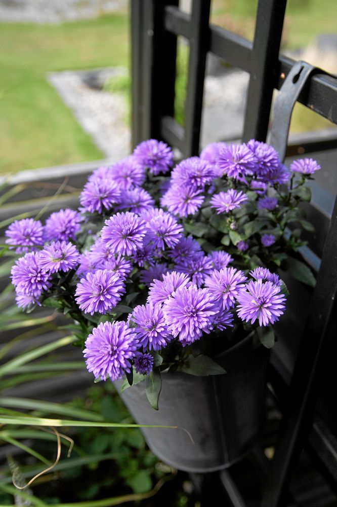 Oktoberaster blommar fram till frosten slår till på allavar. Foto: Blomsterfrämjandet
