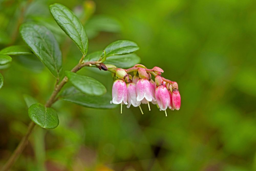 Lingon blommar med klockor.