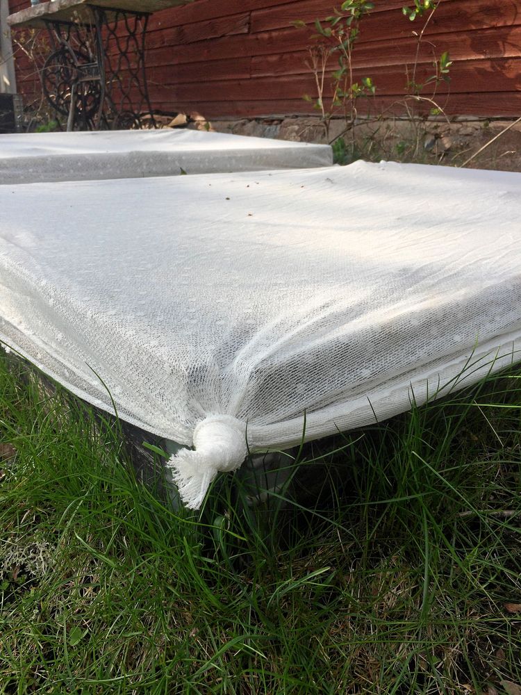 Spetsgardin är lika bra som fiberduk men mycket snyggare.