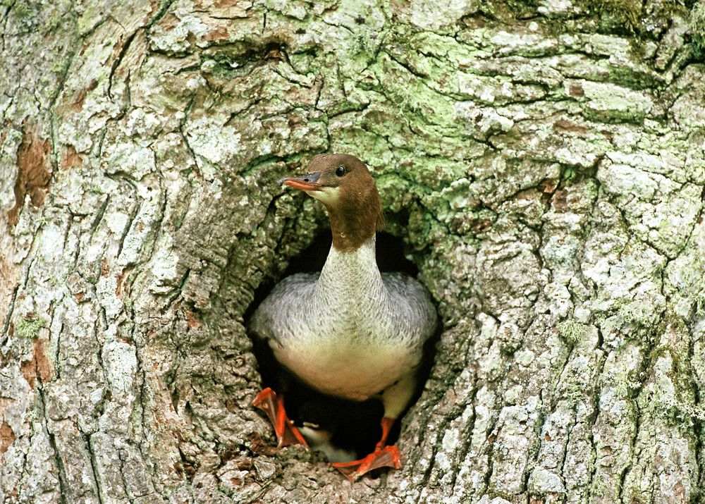 Hona av storskrake i sitt bohål.