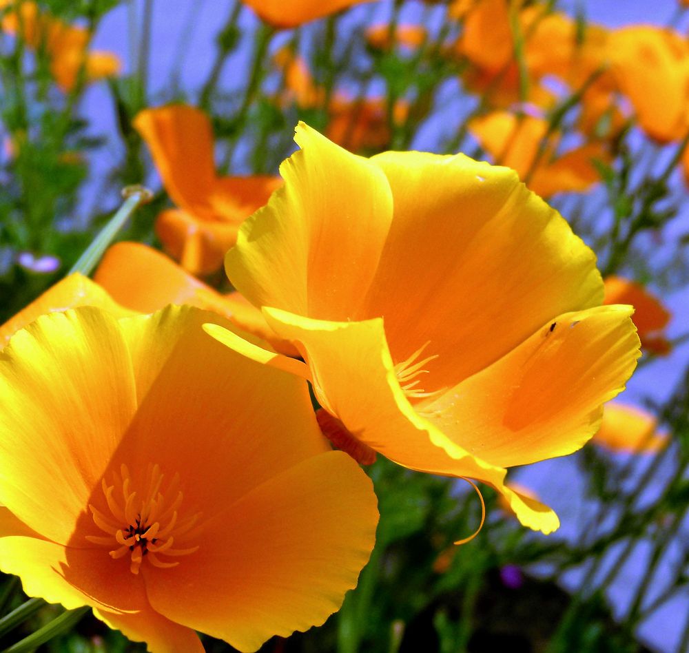 Sömntutan är en bortglömd ettåring.