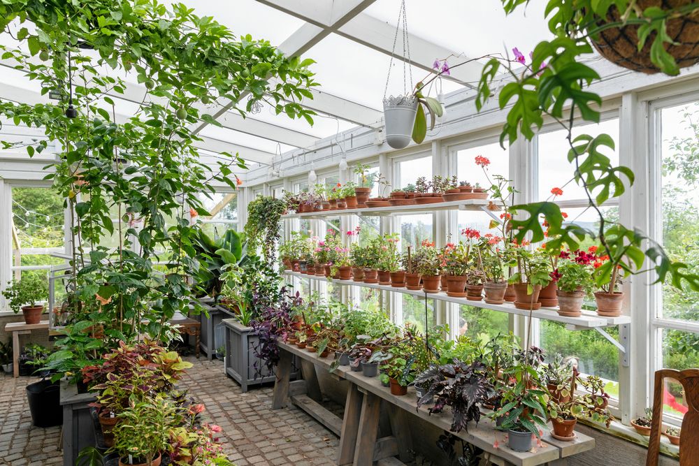 Per-Anders storväxta krukväxter och Kristinas miniatyrer samsas bra i orangeriet. Bland Kristinas sticklingar finns rariteter som ’Mörk pelargon’, suckulentpelargoner och brokbladigt söderhavsljus.