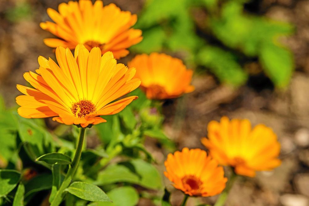 Höstså ringblommor. Det lönar sig.
