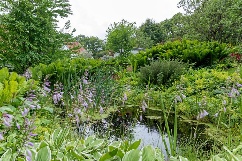 Något naturligt vatten finns inte i backen på Eksäter. Kristina och Per-Anders har såklart fixat det, bland annat i form av en damm kantad med blomsterfunkia och strutbräken.