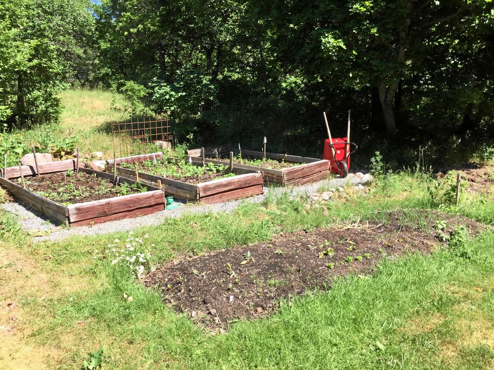 Du som har möjlighet att direktså nu kan vänta dig småplantor om bara några veckor.