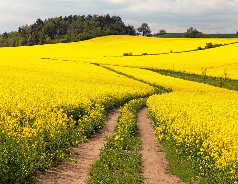 Rapsfält som snart ska bli underbar olja.