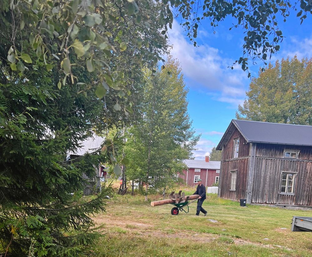Emil kör en rejäl timmerstock på skottkärran. Den ska barkas av och ersätta en rutten stock i den gamla bagarstugan,